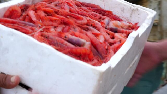 cassetta di Gamberoni rossi appena pescati