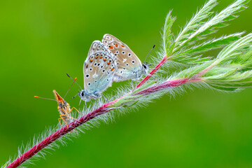 Macro shots, Beautiful nature scene. Closeup beautiful butterfly sitting on the flower in a summer garden.