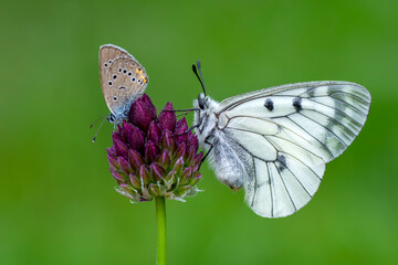 Macro shots, Beautiful nature scene. Closeup beautiful butterfly sitting on the flower in a summer garden.