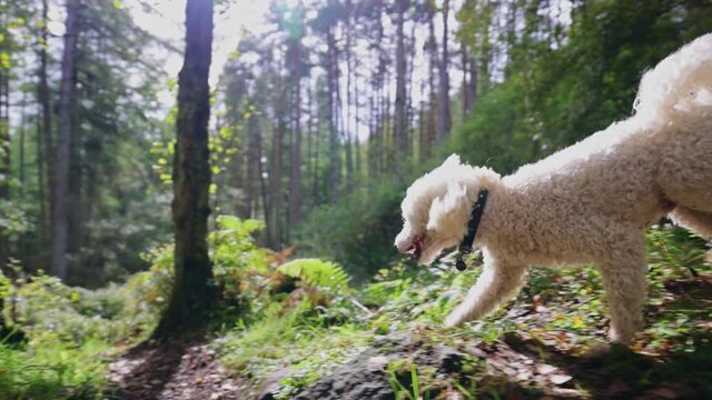 Miniature Poodle Dog walking through forrest in slow motion