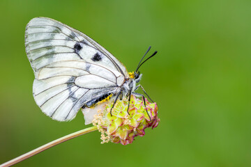 Macro shots, Beautiful nature scene. Closeup beautiful butterfly sitting on the flower in a summer garden.