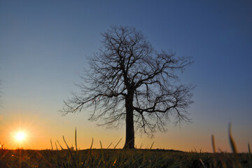 Die Silhouette eines Lindenbaumes während eines Sonneaufgangs. Fotografiert an der Reuther Linde...