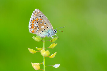 Macro shots, Beautiful nature scene. Closeup beautiful butterfly sitting on the flower in a summer garden.