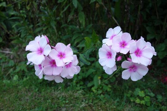Zarte rosafarbene Blüten auf dunklem Grün . Soft rose blossoms on the dark green ground . Niedrige hohe Garten Flammenblume Stauden-Phlox .