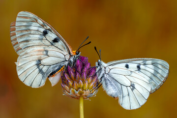 Macro shots, Beautiful nature scene. Closeup beautiful butterfly sitting on the flower in a summer garden.