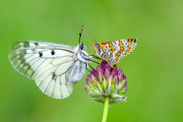 Macro shots, Beautiful nature scene. Closeup beautiful butterfly sitting on the flower in a summer garden.

