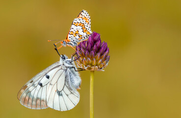Macro shots, Beautiful nature scene. Closeup beautiful butterfly sitting on the flower in a summer garden.

