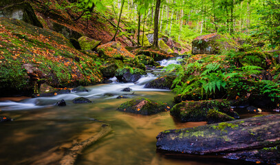 stream in the forest