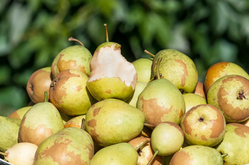 bitten pear on a pile of pears