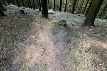 Forstschaden durch illegale Mountainbike-trails - Forest damage by wild Mountainbike-trails