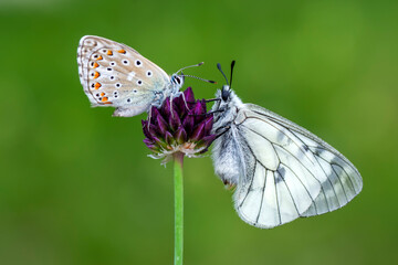 Macro shots, Beautiful nature scene. Closeup beautiful butterfly sitting on the flower in a summer garden.