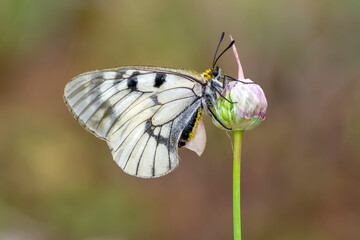 Macro shots, Beautiful nature scene. Closeup beautiful butterfly sitting on the flower in a summer garden.