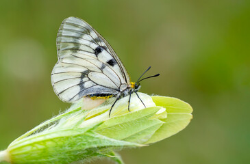 Macro shots, Beautiful nature scene. Closeup beautiful butterfly sitting on the flower in a summer garden.