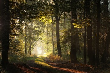 Obraz premium Forest path on a misty early autumn morning