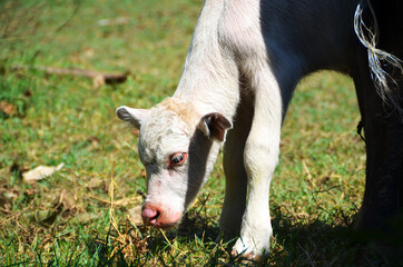 Naklejka na ściany i meble The lamb stands to eat green grass on a mountain farm.