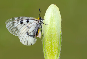 Macro shots, Beautiful nature scene. Closeup beautiful butterfly sitting on the flower in a summer garden.