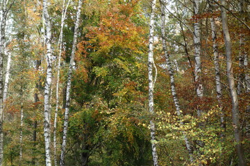 Malerischer Herbstwald mit weißen Birken und bunten Blättern.