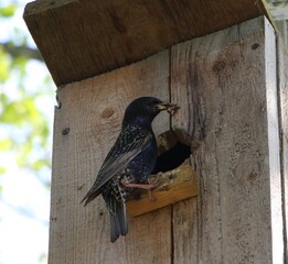Starling feeds Chicks