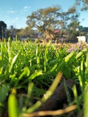 grass in the park