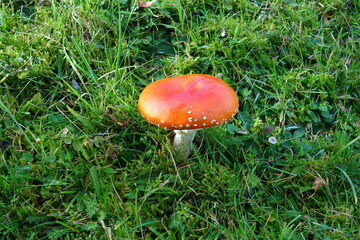 Roter Fliegenpilz mit weißen Punkten auf grünem Gras.