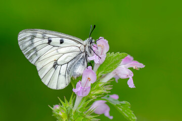 Macro shots, Beautiful nature scene. Closeup beautiful butterfly sitting on the flower in a summer garden.
