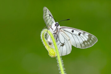 Macro shots, Beautiful nature scene. Closeup beautiful butterfly sitting on the flower in a summer garden.