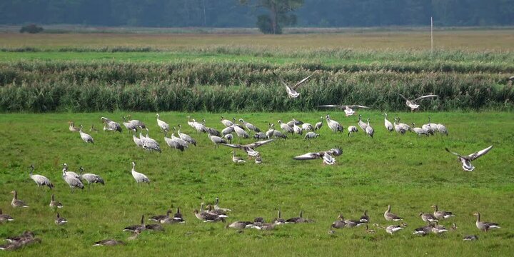 Kraniche rasten auf einer Wiese mit Graug&auml;nsen