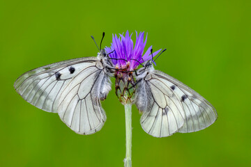 Macro shots, Beautiful nature scene. Closeup beautiful butterfly sitting on the flower in a summer garden.