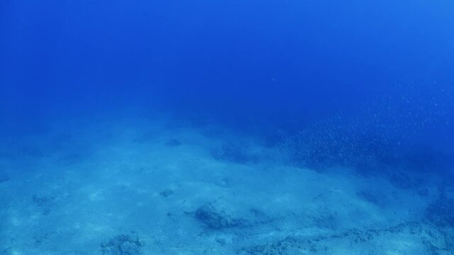 sarda striped bonito fish school underwater blue ocean scenery patroling in schools attack chasing and hunting the silversides