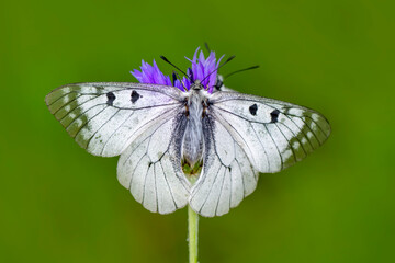 Macro shots, Beautiful nature scene. Closeup beautiful butterfly sitting on the flower in a summer garden.