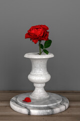 Red rose in a white marble vase. Minimalism. Still life.