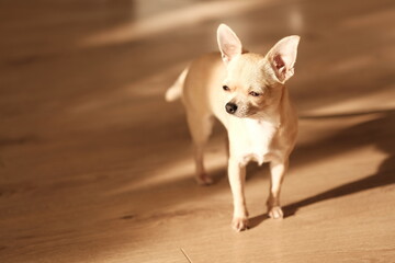 Closeup portrait of small funny beige mini chihuahua dog, puppy, isolated wooden brown background, sunny