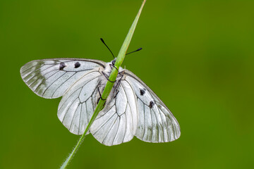 Macro shots, Beautiful nature scene. Closeup beautiful butterfly sitting on the flower in a summer garden.