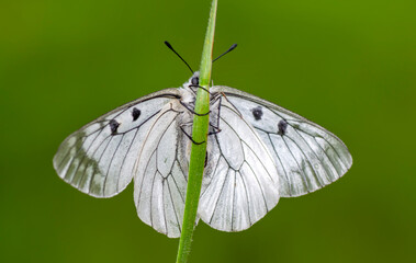 Macro shots, Beautiful nature scene. Closeup beautiful butterfly sitting on the flower in a summer garden.