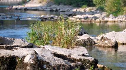 Wild plants on the bank of  the river
