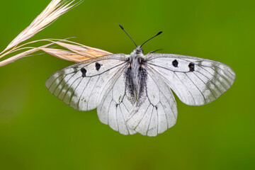 Macro shots, Beautiful nature scene. Closeup beautiful butterfly sitting on the flower in a summer garden.