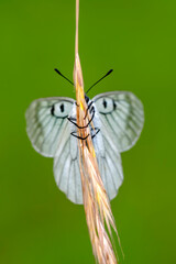 Macro shots, Beautiful nature scene. Closeup beautiful butterfly sitting on the flower in a summer garden.