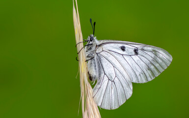 Macro shots, Beautiful nature scene. Closeup beautiful butterfly sitting on the flower in a summer garden.