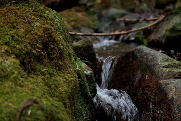 日本の森林を流れる渓流域の清流