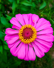 Obraz premium Pink Zenia Flower With Green Leaves Blur Background.