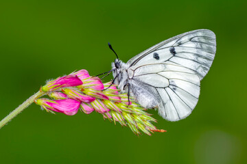 Macro shots, Beautiful nature scene. Closeup beautiful butterfly sitting on the flower in a summer garden.