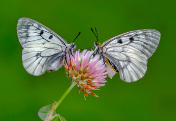 Macro shots, Beautiful nature scene. Closeup beautiful butterfly sitting on the flower in a summer garden.