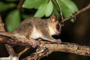A mouse lemur moves along the branches of a tree