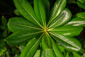 Fototapeta na wymiar leaf with drops