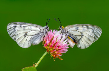 Macro shots, Beautiful nature scene. Closeup beautiful butterfly sitting on the flower in a summer garden.