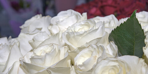 Background of beautiful flowers. Сlose up.