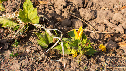 Garden beds with organic vegetables , green zucchini leaves close up, ripening zucchini in the village