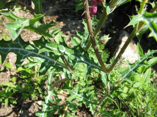 Blooming argemone sanguinea (red prickly poppie) in a garden