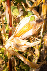 Dry corn cobs, seeds for future harvest, autumn garden work