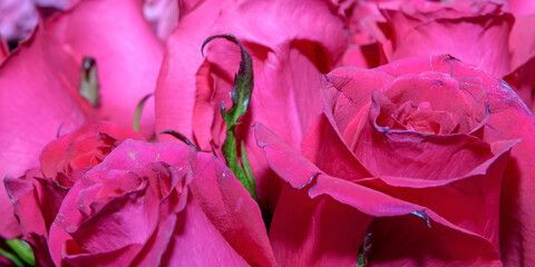 Obraz premium Background of beautiful flowers. Сlose up. Panorama.